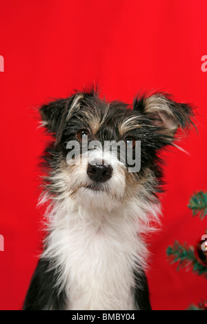 Mischling Portrait / Mongrel Portrait Stockfoto