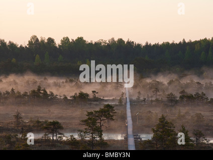 Promenade im Männikjärve Moor Stockfoto