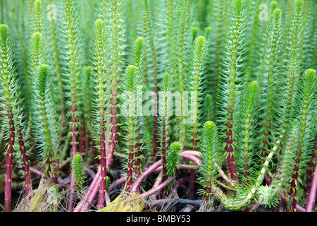 Hippuris Vulgaris gemeinsame Mare Tail Stockfoto