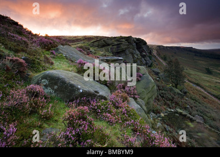 Stanage Edge in der Nähe von Hathersage in The Derbyshire Peak District, abgebildet im Spätsommer bei Sonnenaufgang mit Heather in voller Blüte UK Stockfoto