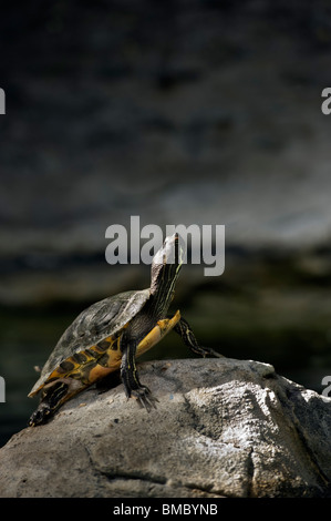 Florida-Rotbauch Schildkröte, eine Schildkröte auf einem Felsen in einem öffentlichen Aquarium auf Clacton Pier Essex. Stockfoto