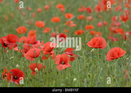 Mohnfeld Stockfoto