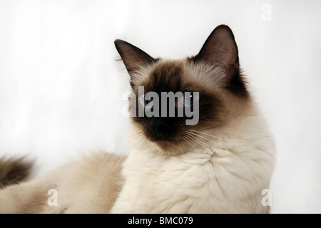 Ragdoll-Portrait Stockfoto