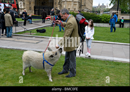 Steve Howell und Scarlett das wollige Schwein Stockfoto