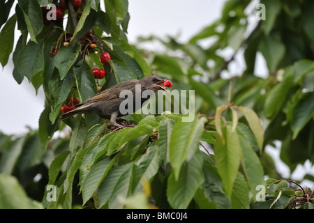 Unreife Star (Sturnus Vulgaris) Essen Kirschen am Baum im Sommer Stockfoto
