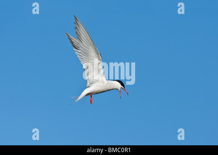 Erwachsenen Seeschwalbe (Sterna Hirundo) schwebt, Lesvos (Lesbos), Griechenland Stockfoto