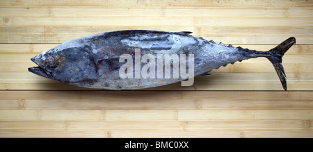 Bonito Fisch Fisch Fisch Meer Ozean Tier Stockfoto