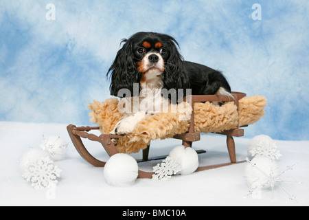 Hund Auf Schlitten / Hund auf Schlitten Stockfoto