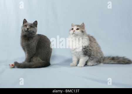 Britisch Kurzhaar & Selkirk Rex / British Kurzhaar & Selkirk Rex Stockfoto