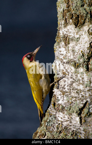 Grünspecht (Picus Viridis) auf Silber-Birke (Betula Pendel) auf dunklem Hintergrund Stockfoto