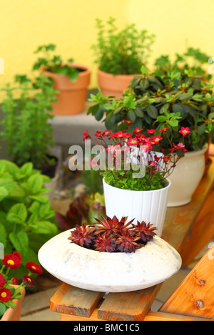 Kleinen Kräuter- und Blumengarten auf Terrasse oder Dach gebaut Stockfoto