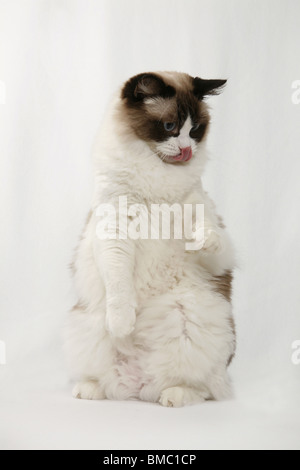 Ragdoll Stockfoto