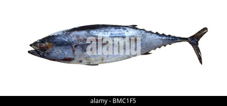 Bonito Fisch Fisch Fisch Meer Ozean Tier Stockfoto