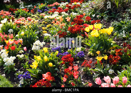 Frühlingsblumen, herrliche anzuzeigen, London, England, UK, Europa Stockfoto