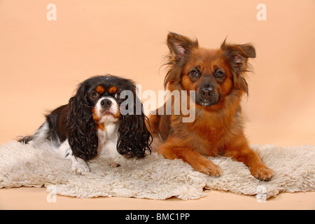 Hunde Auf Schafsfell / Hunde lügen Stockfoto