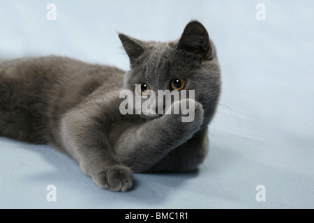 Britisch Kurzhaar / British Shorthair Stockfoto