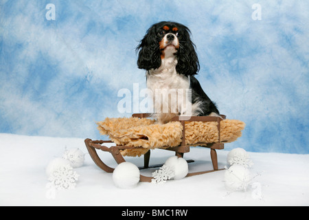 Hund Auf Schlitten / Hund auf Schlitten Stockfoto