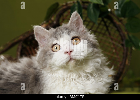 Selkirk Rex Portrait Stockfoto