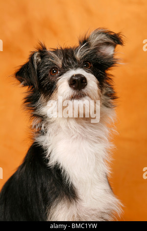 Mischling Portrait / Mongrel Portrait Stockfoto