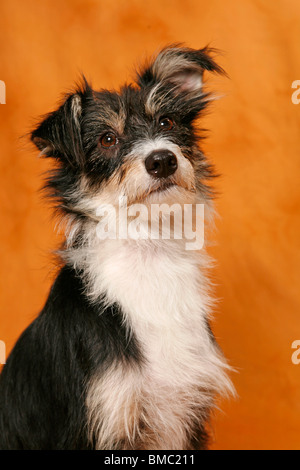 Mischling Portrait / Mongrel Portrait Stockfoto