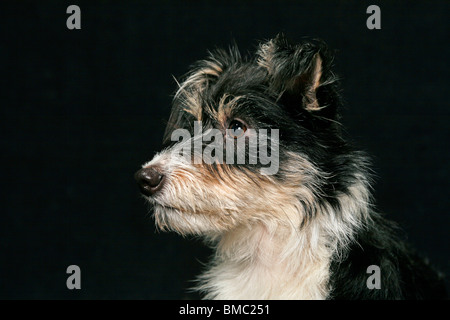 Mischling Portrait / Mongrel Portrait Stockfoto