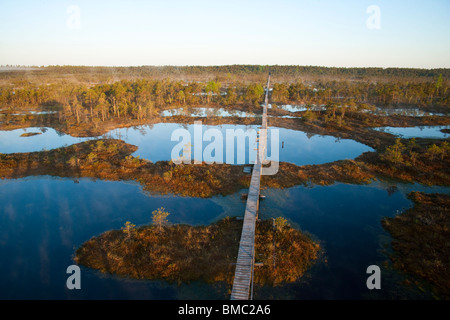 Promenade in Männikjärve Moor Stockfoto