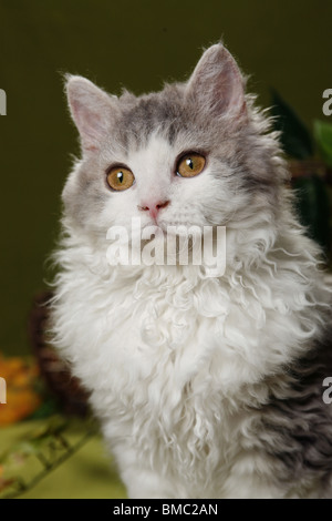 Selkirk Rex Portrait Stockfoto