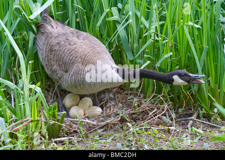 Eine Kanadagans (Branta canadensis), die das Nest verteidigt, Georgia, USA Stockfoto