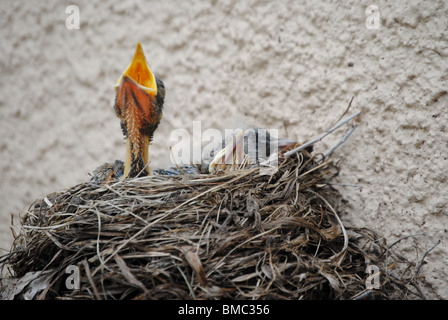 Drei Baby Robins mit Mund offen, hungrig und Fütterung im Nest. Stockfoto