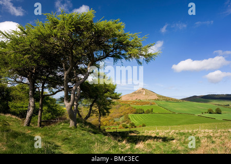 Nähe Topping, eines der Cleveland Hills, gesehen hier in einer klaren Frühlingstag, in der Nähe von Great Ayton, North Yorkshire, UK Stockfoto