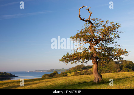 Sonnenaufgang mit Blick auf den Fluss Fal, Cornwall UK Stockfoto