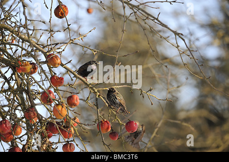 Stare (Sturnus Vulgaris) Essen einen Apfel auf dem Baum im winter Stockfoto