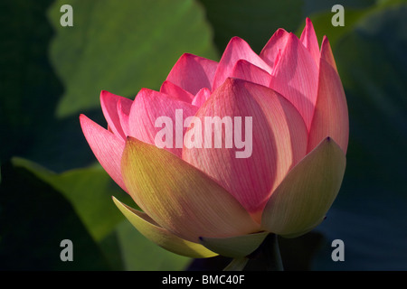 Eine schalenförmige rosa Lotusblüte. Stockfoto