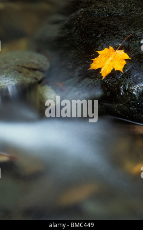 Ein Herbst Blatt auf einem nassen Stein in einem schnell fließenden Bach Stockfoto