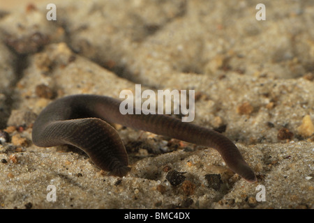 Medizinische Blutegel (Hirudo Medicinalis) in einem Bach Stockfoto