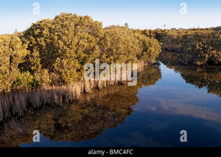 Weiß (aka grau) Mangrovensumpf (Avicennia Marina) in Bunbury, Western Australia Stockfoto