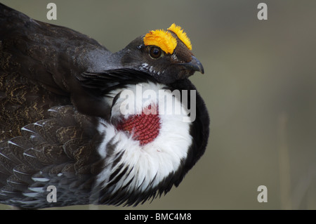 Männliche Blue Grouse für Henne auf Felsen stehend anzeigen Stockfoto