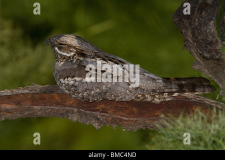 Europäische Ziegenmelker (Caprimulgus Europaeus) thront auf Zweig, Lesvos (Lesbos), Griechenland Stockfoto