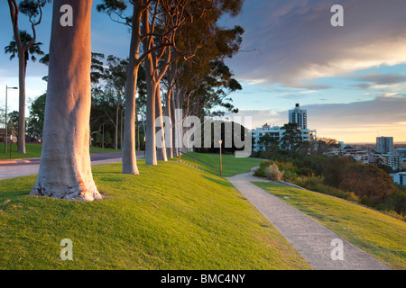 Zitrone duftenden Gum (Corymbia Citriodora) Eukalyptus-Bäume im Kings Park Perth, Western Australia Stockfoto