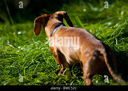 Eine Miniatur Dackel zu Fuß entfernt von der Kamera, das hohe Gras am späten Nachmittag. Stockfoto