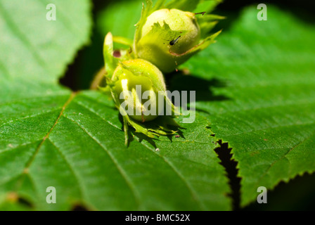 Unreife Haselnüsse Stockfoto
