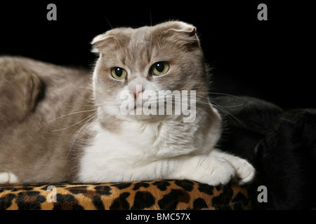 Scottish Fold Stockfoto