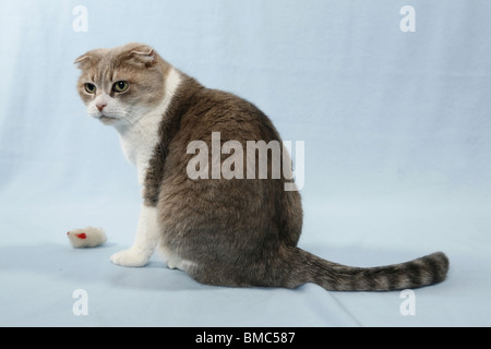 Scottish Fold Stockfoto