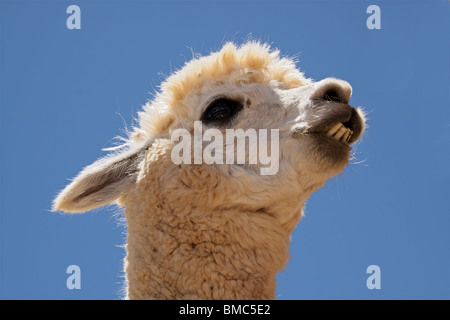 Porträt von Alpaka (Vicugna Pacos), domestizierten Arten der südamerikanischen Kameliden Stockfoto