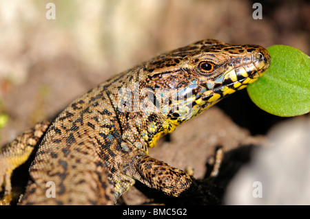 Männchen des gemeinsamen Mauereidechse Podarcis muralis Stockfoto