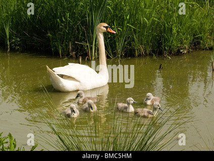 weibliche Höckerschwan mit ihrem cygnets Stockfoto