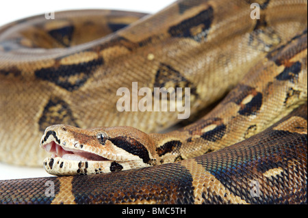 Boa Constrictor Schlange auf weißem Hintergrund Stockfoto