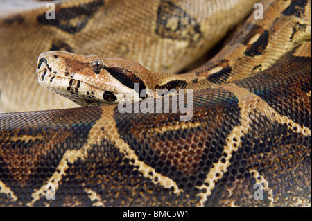Boa Constrictor Schlange auf weißem Hintergrund Stockfoto