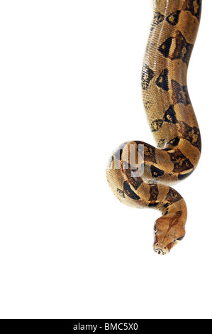 Boa Constrictor Schlange auf weißem Hintergrund Stockfoto