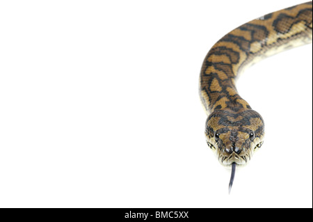 Morelia Spilota Variegata; Teppich-Schlange auf weißem Hintergrund Stockfoto